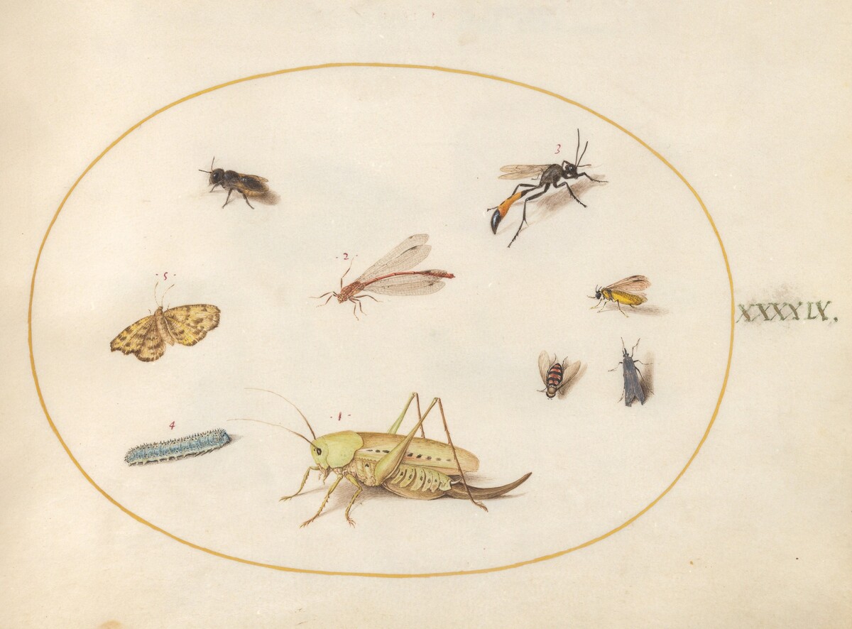 Plate 49: A Grasshopper, a Caterpillar, a Butterfly, a Moth, and Other Insects by Joris Hoefnagel
