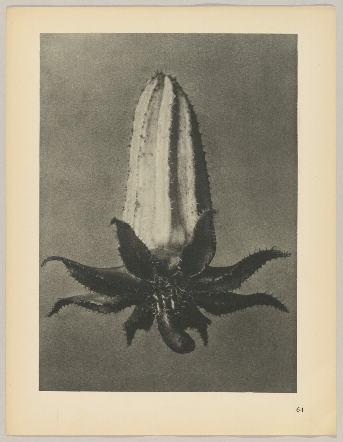 Michauxia campanuloides by Karl Blossfeldt