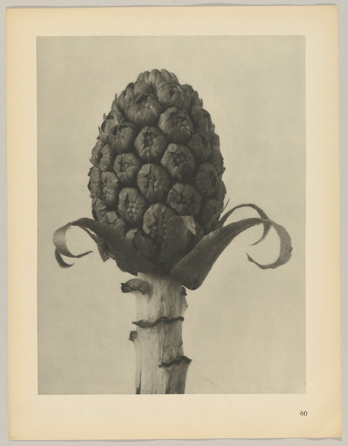 Petasites officinalis by Karl Blossfeldt