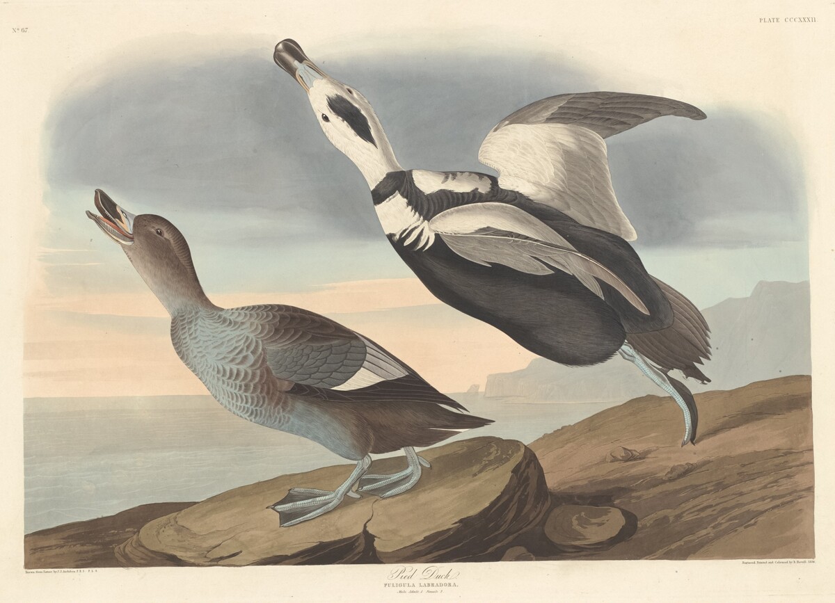 Pied Duck by Robert Havell after John James Audubon
