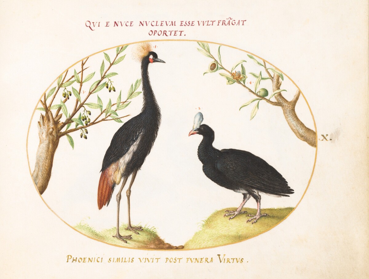 Plate 10: Gray Crowned Crane and Helmeted Curassow by Joris Hoefnagel
