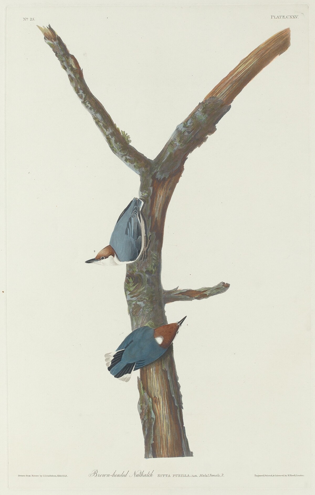 Brown-Headed Nuthatch by Robert Havell after John James Audubon