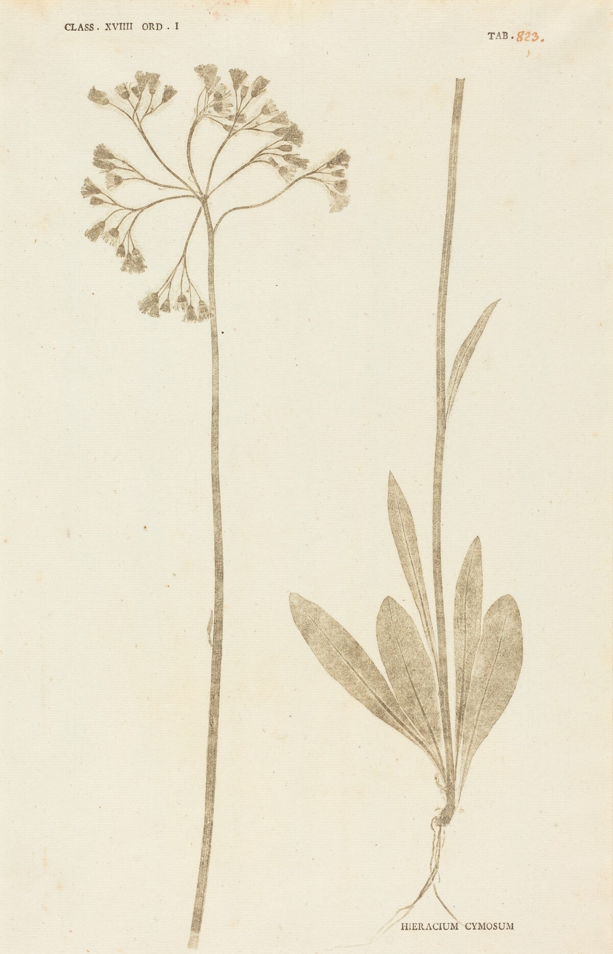 Hieracium Cymosum by Johann Hieronymus Kniphof