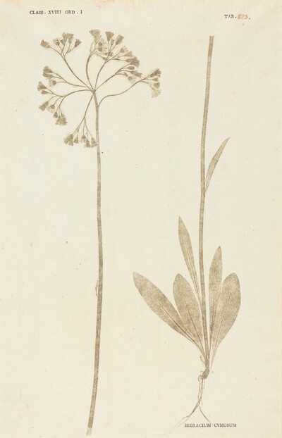 Hieracium Cymosum