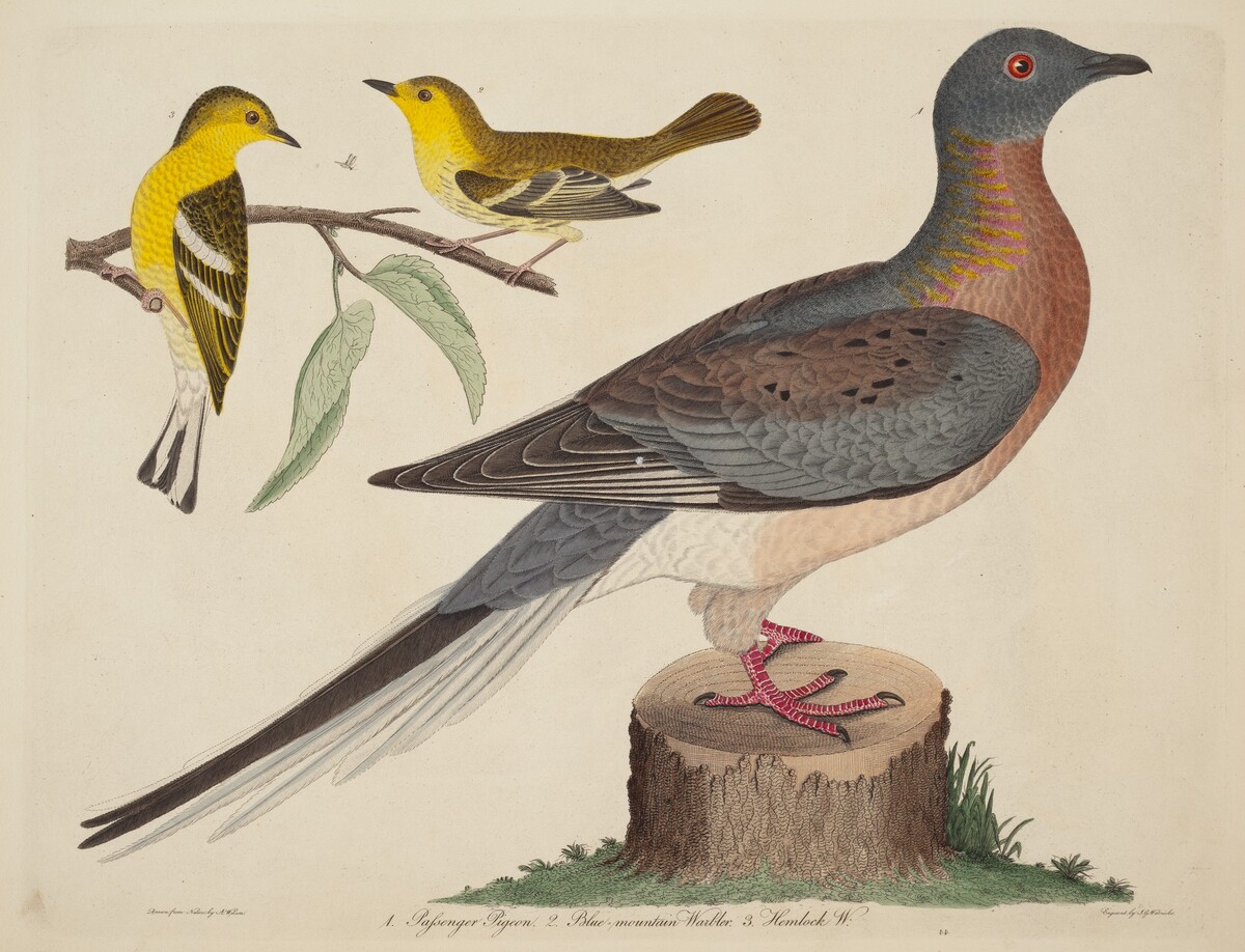 Passenger Pigeon, Blue-mountain Warbler, and Hemlock Warbler by John G. Warnicke after Alexander Wilson