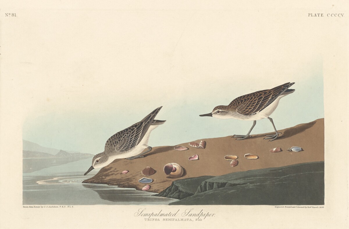 Semi-palmated Sandpiper by Robert Havell after John James Audubon
