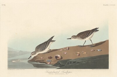 Semi-palmated Sandpiper