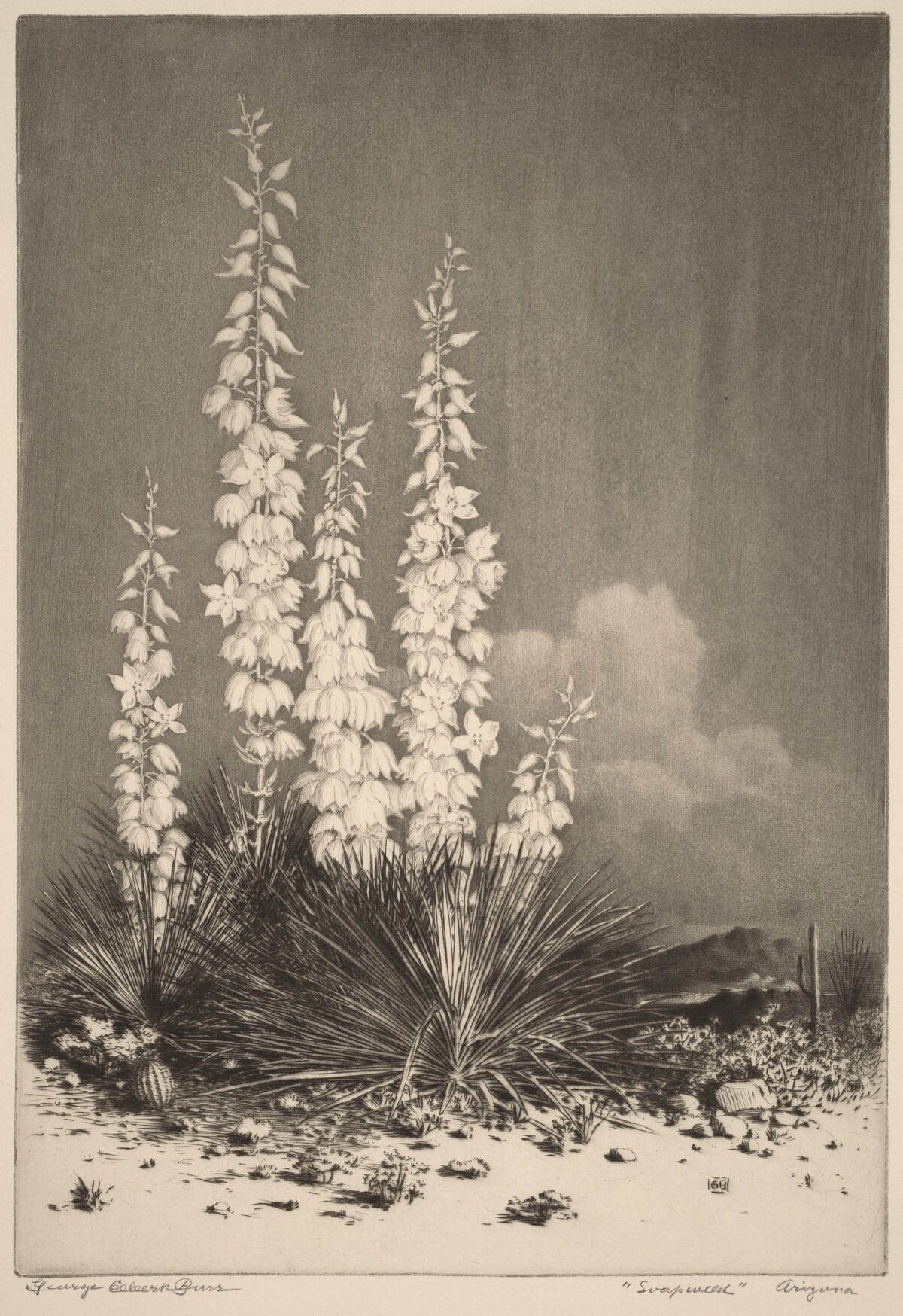 Soapweed, Arizona (no. 2) by George Elbert Burr