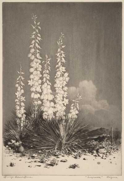 Soapweed, Arizona (no. 2)
