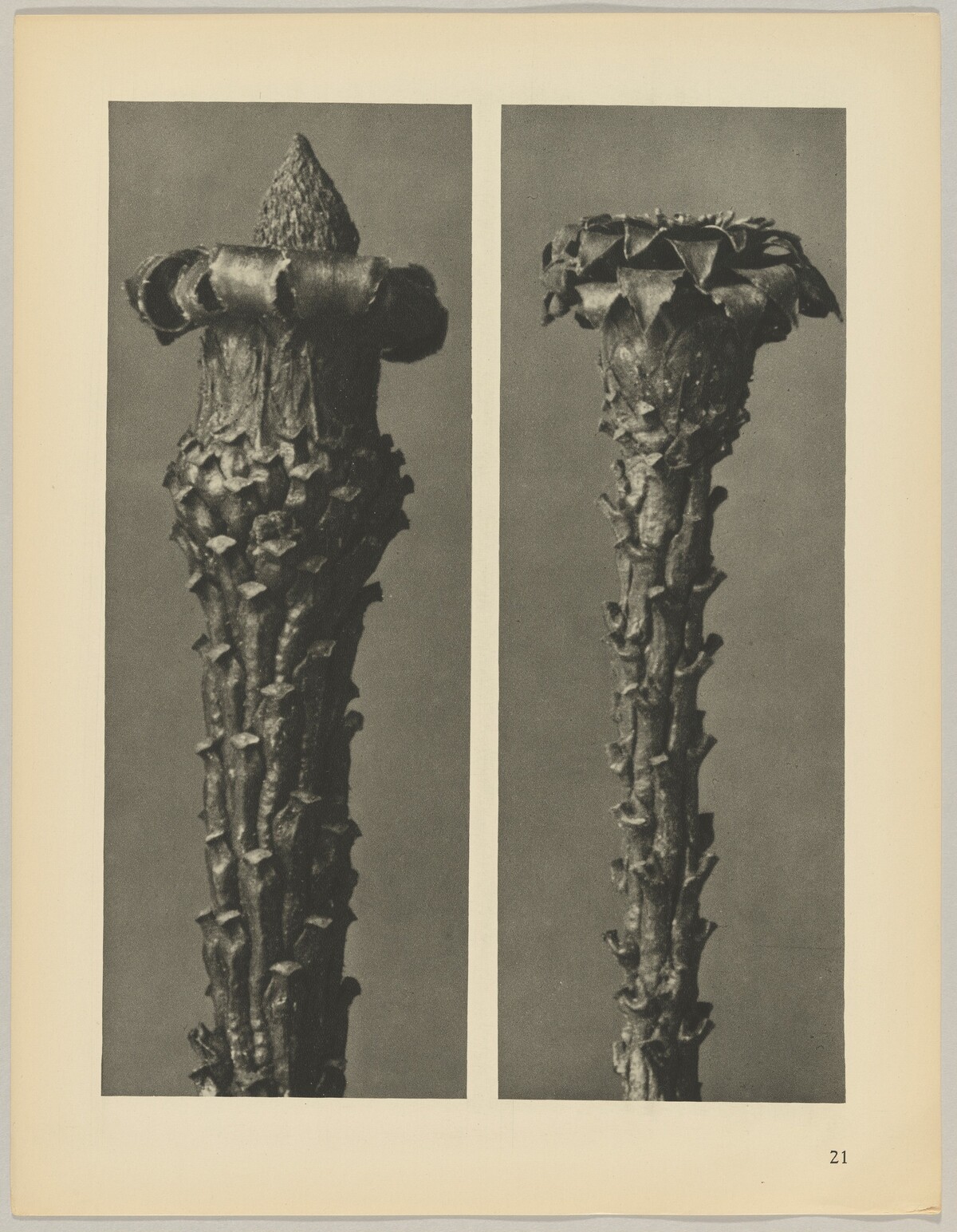Picea excelsa by Karl Blossfeldt
