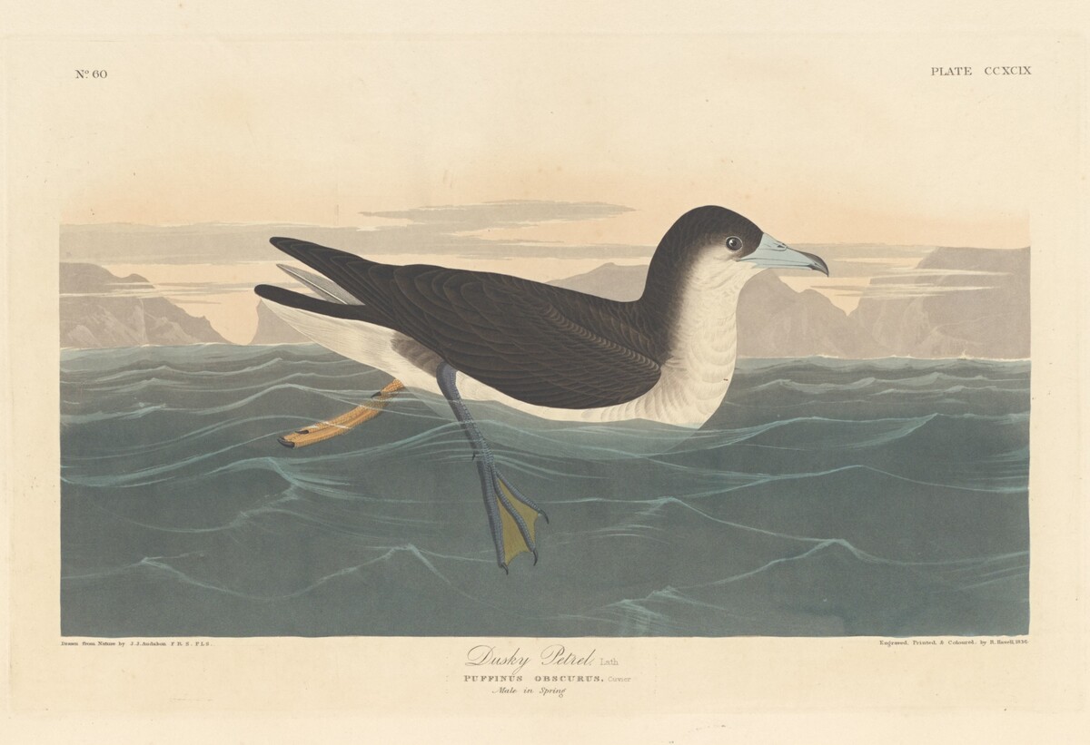 Dusky Petrel by Robert Havell after John James Audubon
