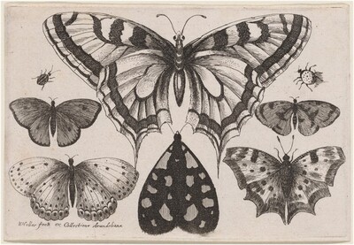 Five Butterflies, a Moth, a Beetle, and a Spider