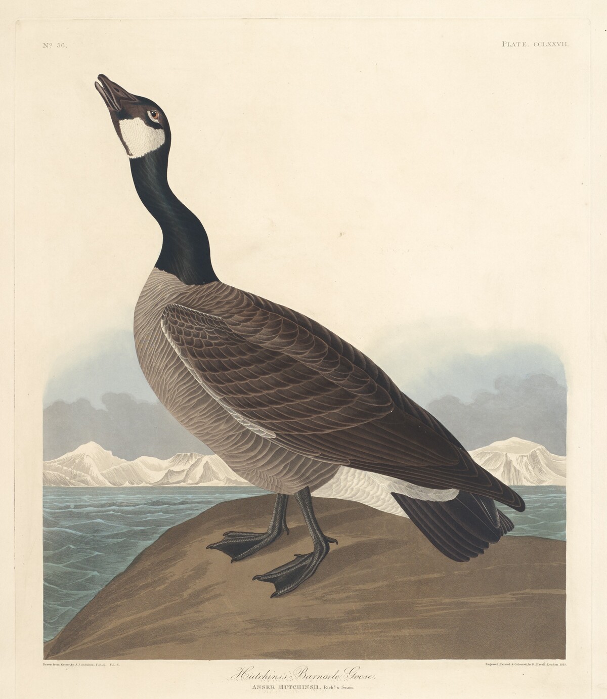 Hutchin's Barnacle Goose by Robert Havell after John James Audubon