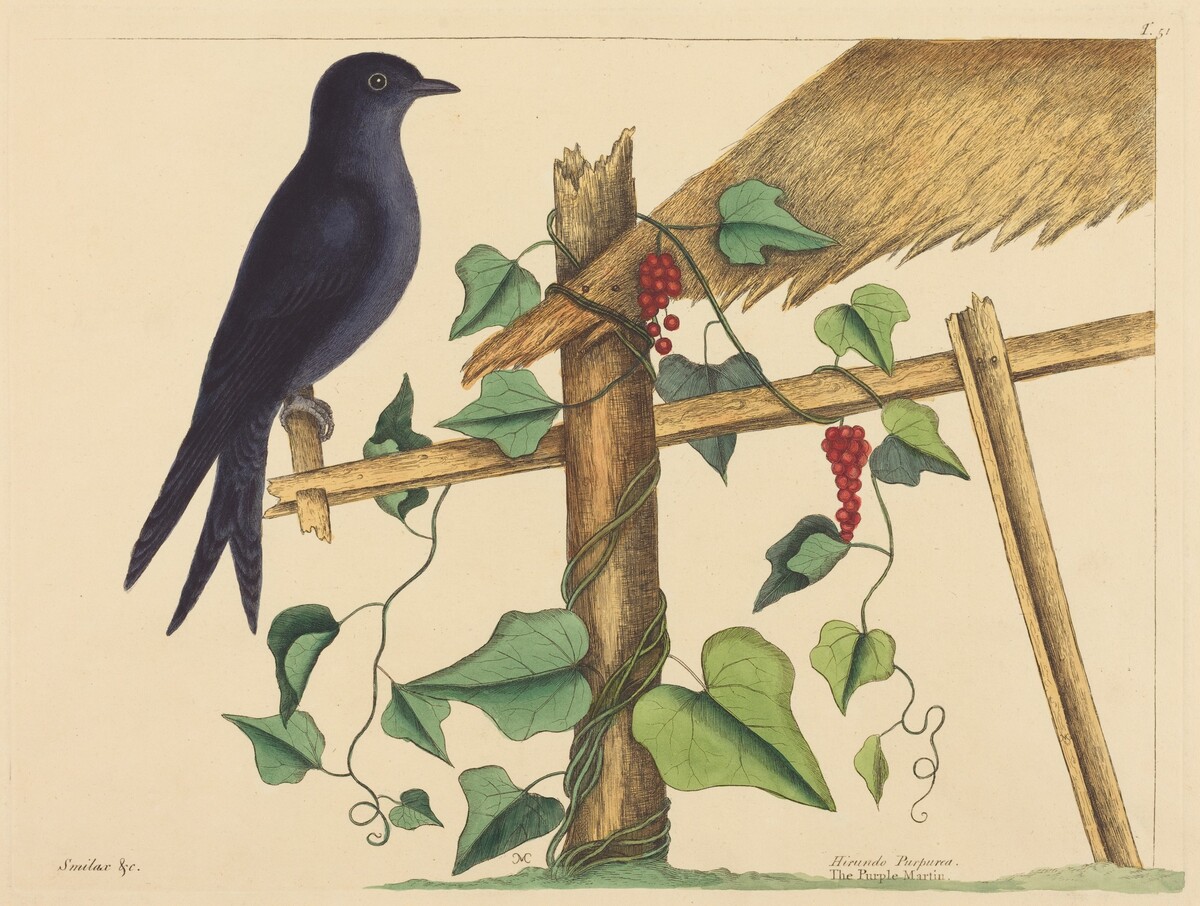 The Purple Martin (Hirundo purpurea) by Mark Catesby