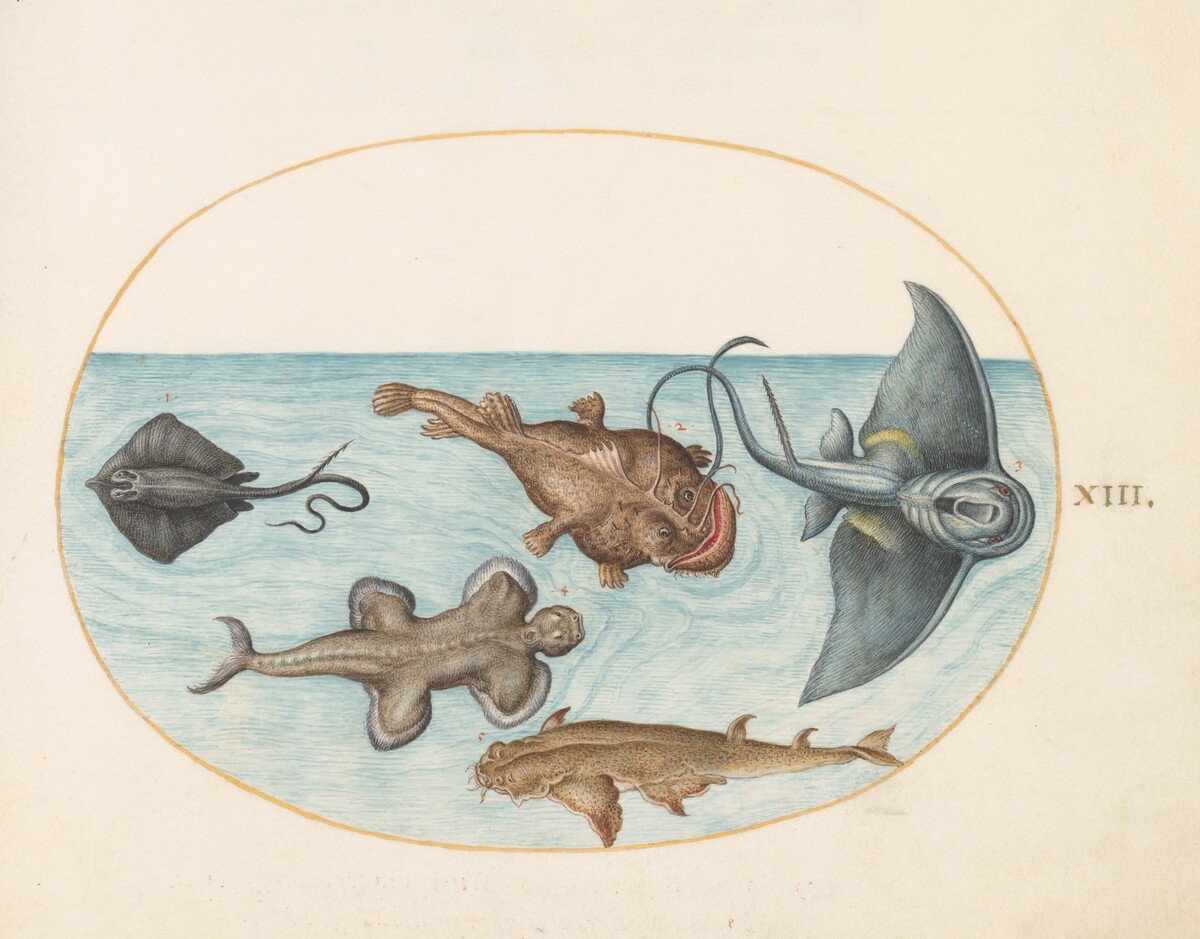 Plate 13: Two Stingrays, an Anglerfish, a Monkfish(?) and an  Angel Shark by Joris Hoefnagel
