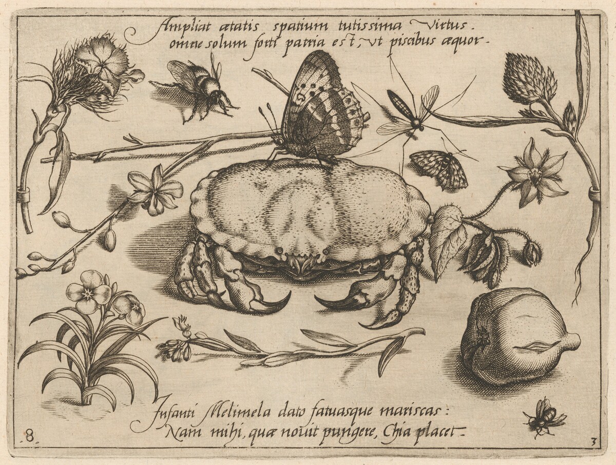 Archetypa studiaque patris Georgii Hoefnagelii [Part 3, Plate 8] by Jacob Hoefnagel after Joris Hoefnagel