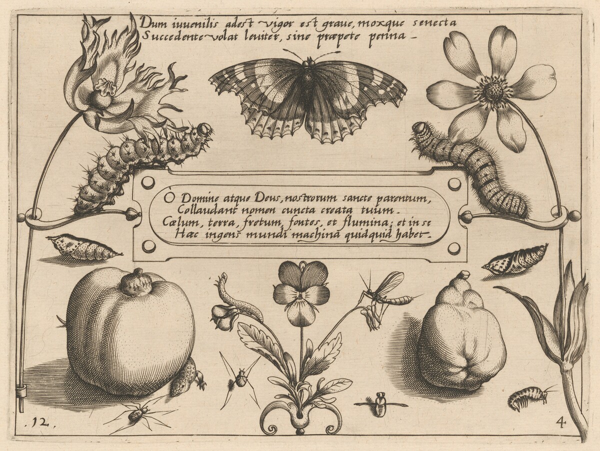 Archetypa studiaque patris Georgii Hoefnagelii [Part 4, Plate 12] by Jacob Hoefnagel after Joris Hoefnagel