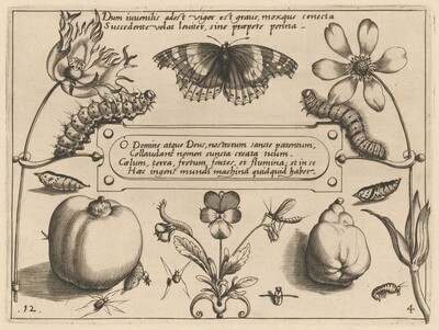 Archetypa studiaque patris Georgii Hoefnagelii [Part 4, Plate 12]