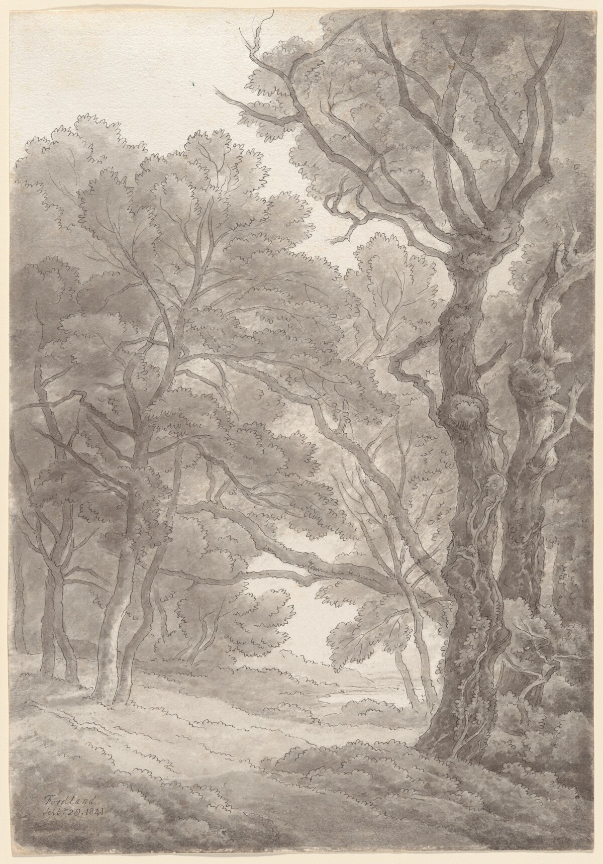 Trees at Fordland, Devon by John White Abbott