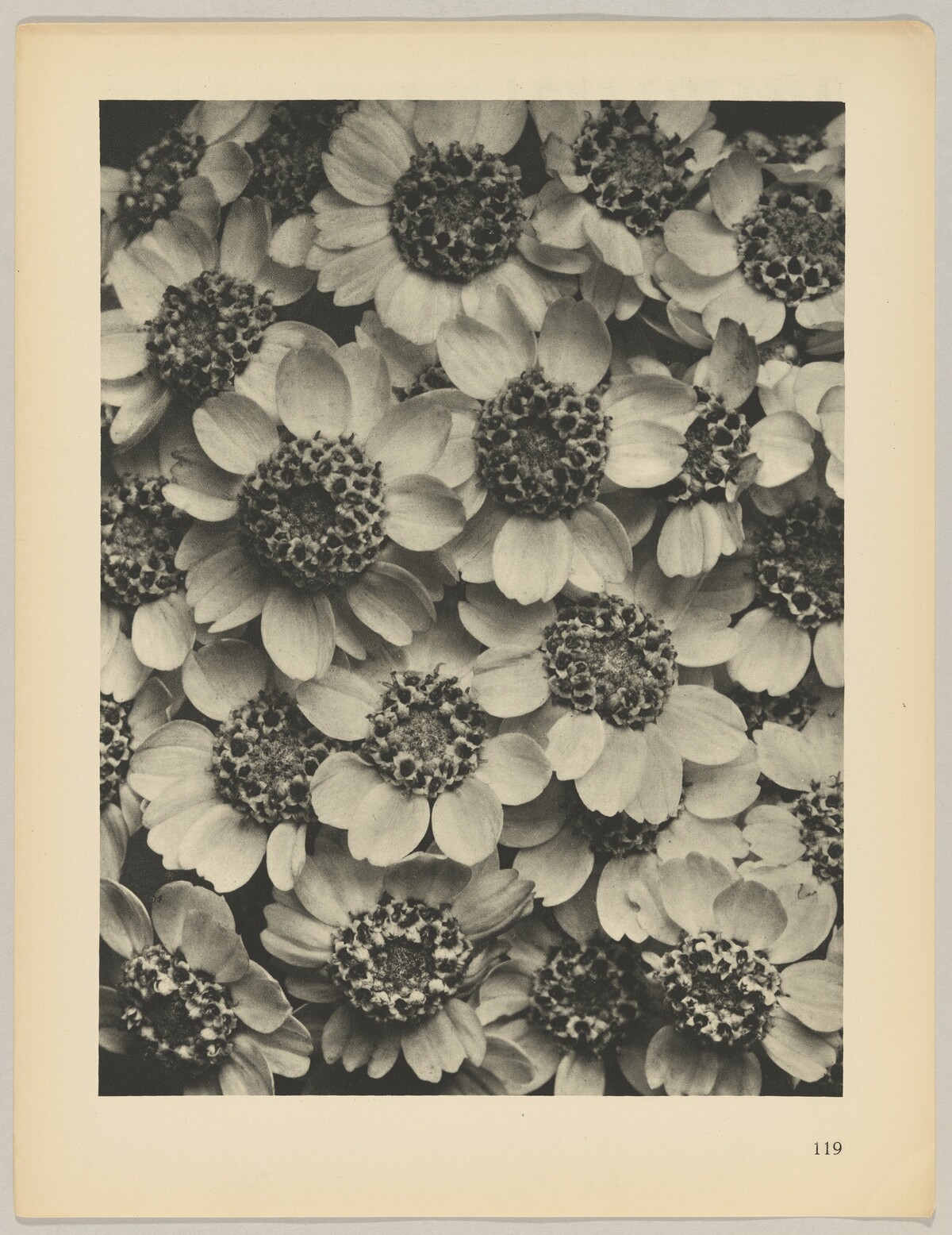Achillea clypeolata by Karl Blossfeldt
