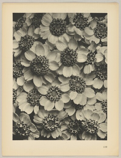Achillea clypeolata