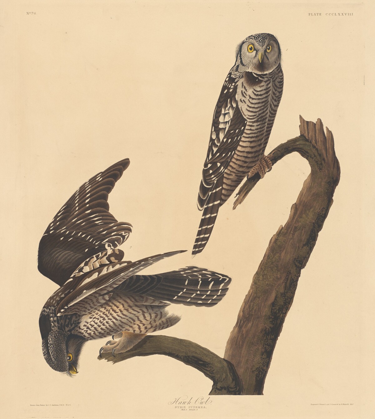 Hawk Owl by Robert Havell after John James Audubon