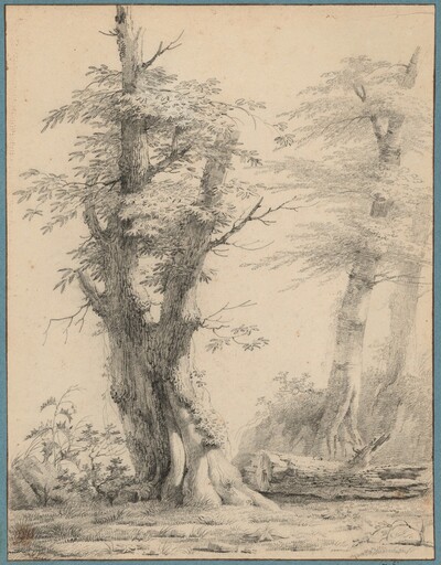 A Stand of Trees