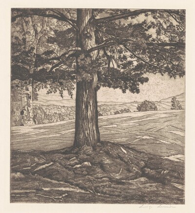 Beyond the Pine
