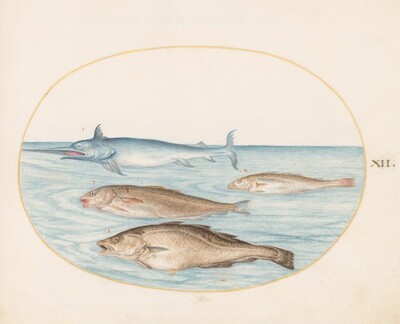 Plate 12: A Swordfish and Three Other Fish
