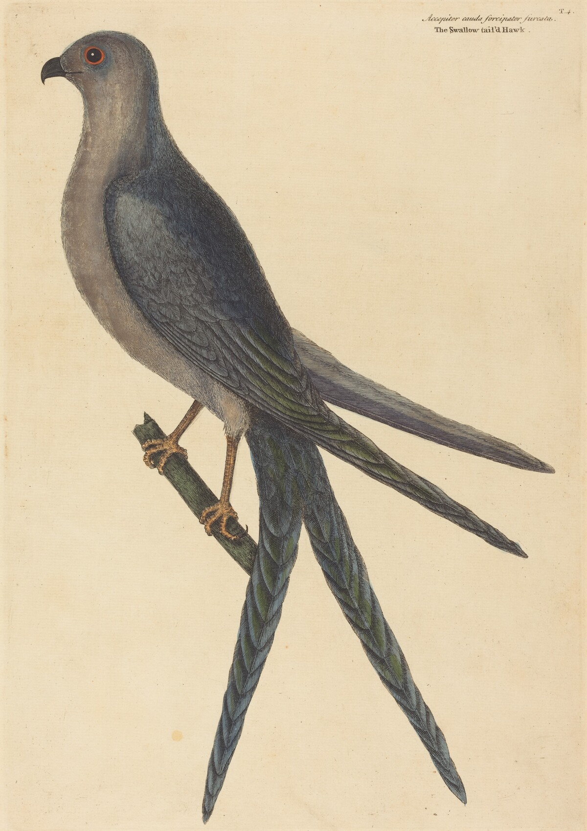The Swallow Tail Hawk (Falco furcatus) by Mark Catesby