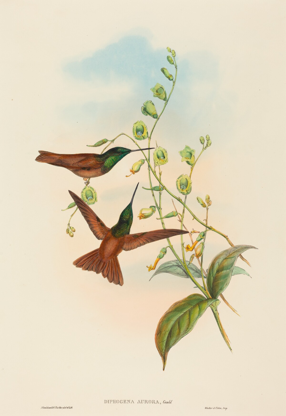 Diphogena aurora (Gould's Rainbow) by John Gould and H.C. Richter