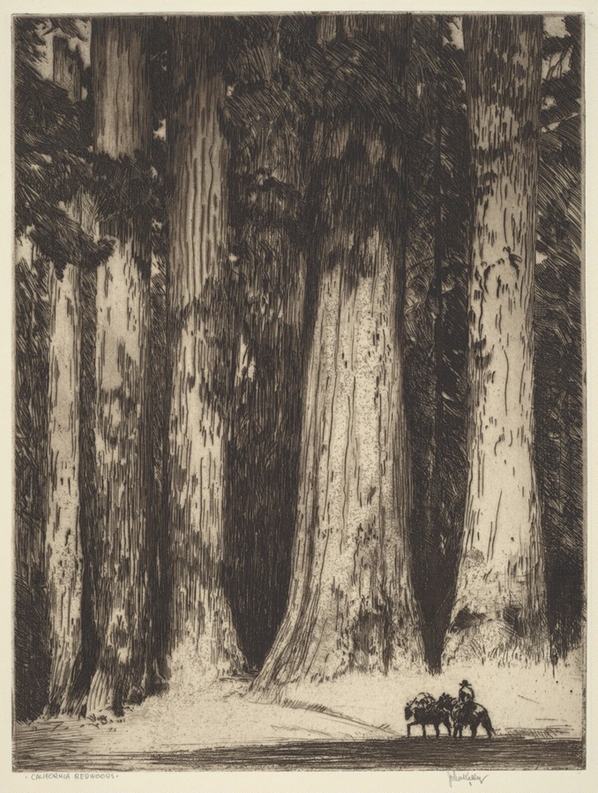 California Redwoods by John Melville Kelly