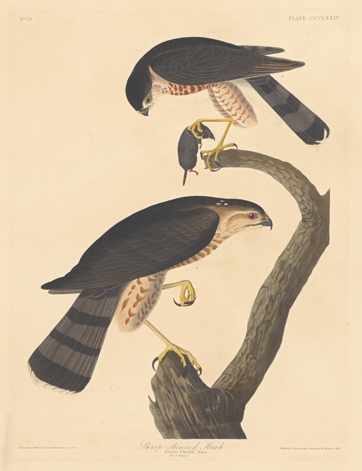 Sharp-shinned Hawk by Robert Havell after John James Audubon