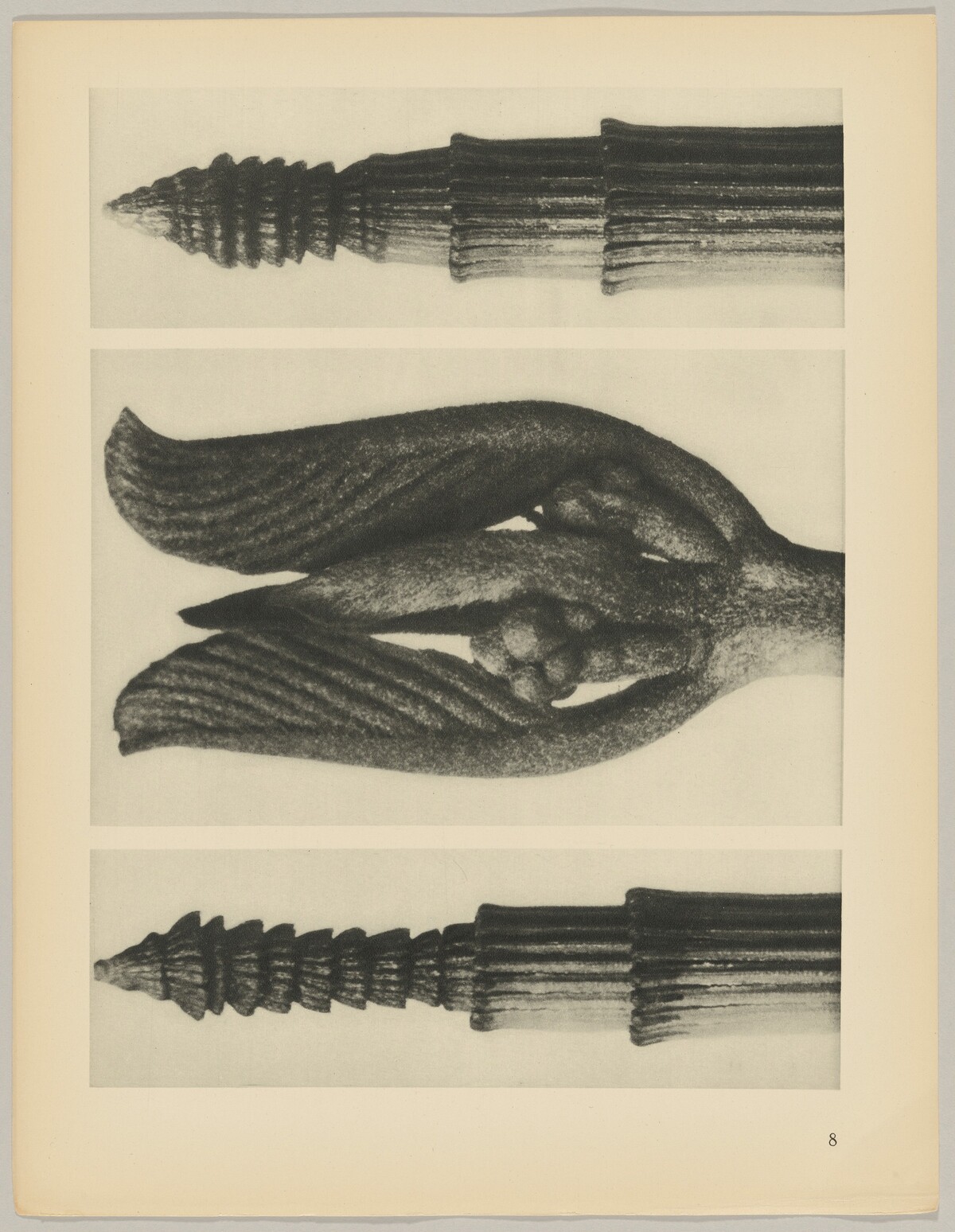 a Equisetum hiemale; b Rhamnus Purshiana; c Equisetum hiemale by Karl Blossfeldt