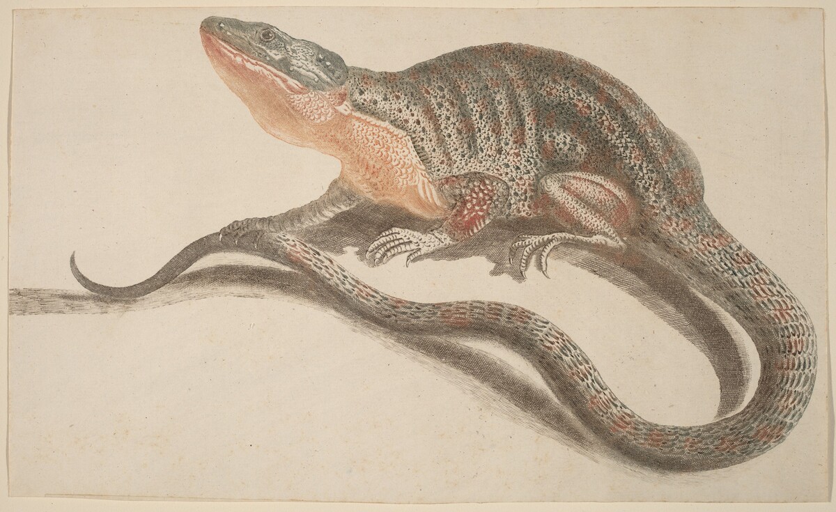 Lizard by Workshop of Johann Teyler
