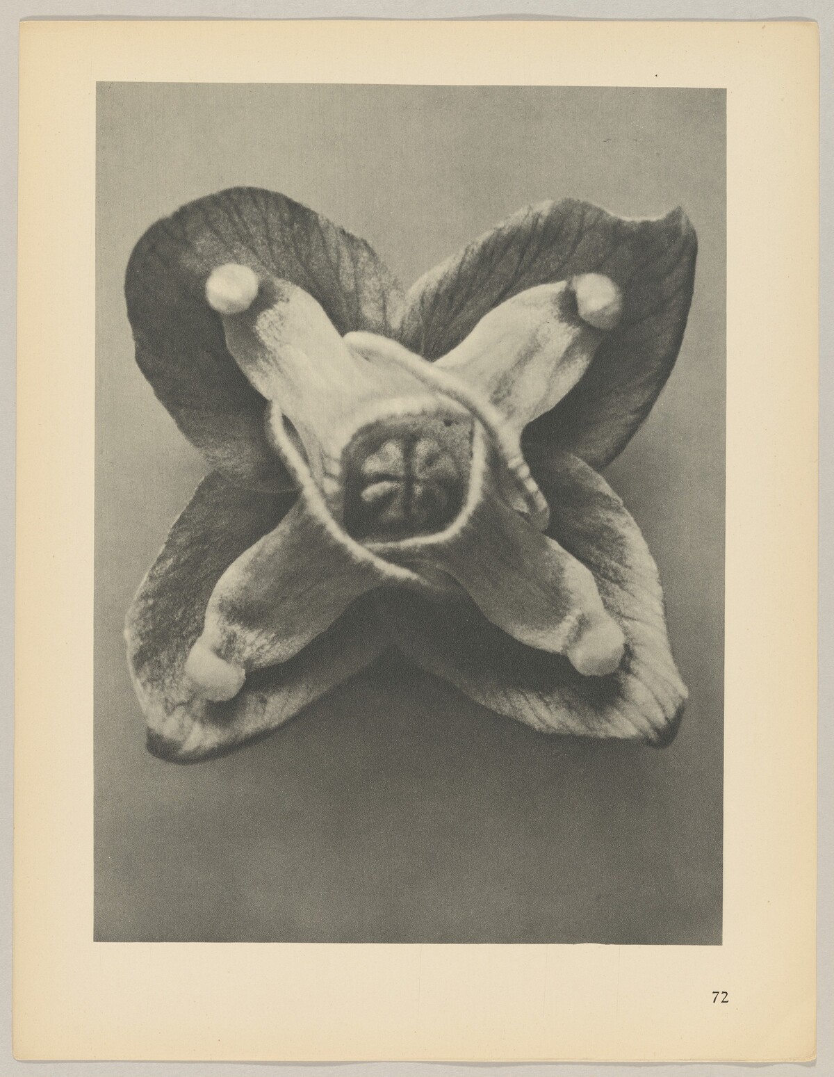 Epimedium Muschianum by Karl Blossfeldt