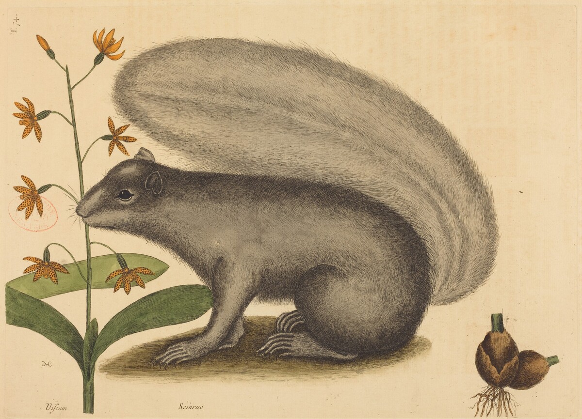 The Grey Fox Squirrel (Sciurus cinereus) by Mark Catesby