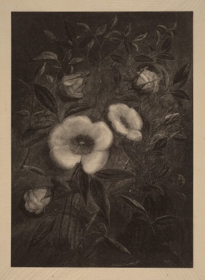Wild Roses