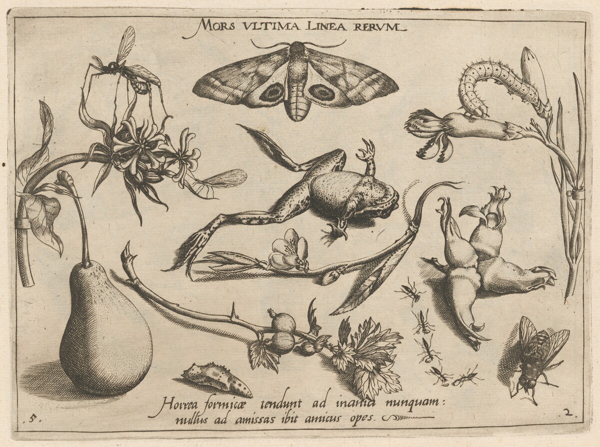 Archetypa studiaque patris Georgii Hoefnagelii [Part 2, Plate 5] by Jacob Hoefnagel after Joris Hoefnagel