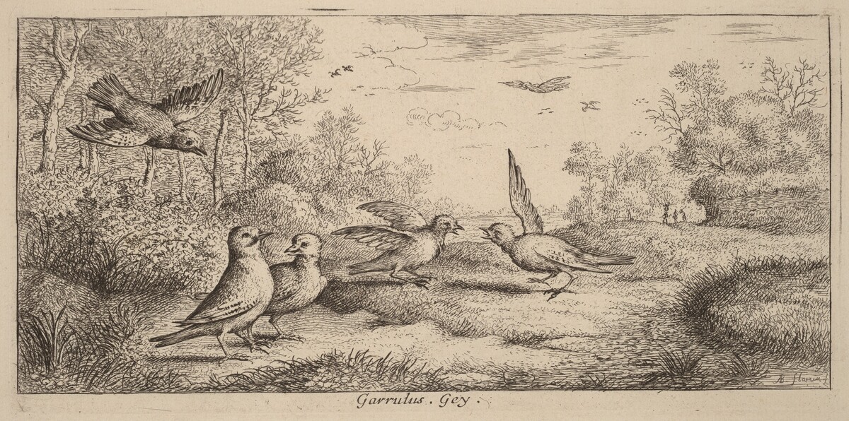 Garrulus, The Jay by Albert Flamen