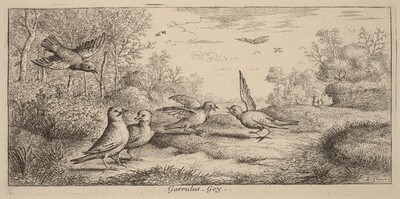 Garrulus, The Jay