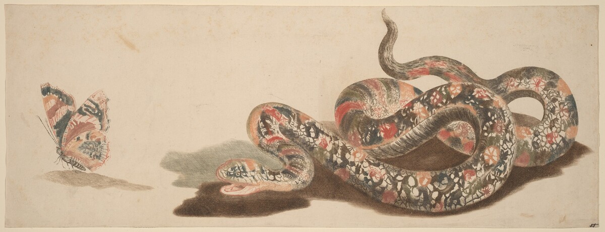 Snake and Butterfly by Workshop of Johann Teyler, after Otto Marseus van Schrieck