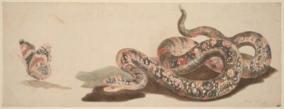 Snake and Butterfly