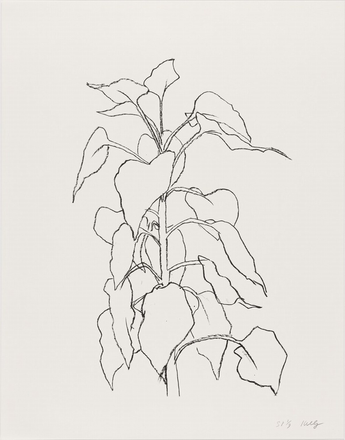 Sunflower II by Ellsworth Kelly