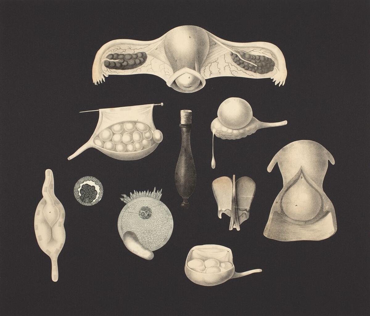 Lacryma by Frederick Sommer
