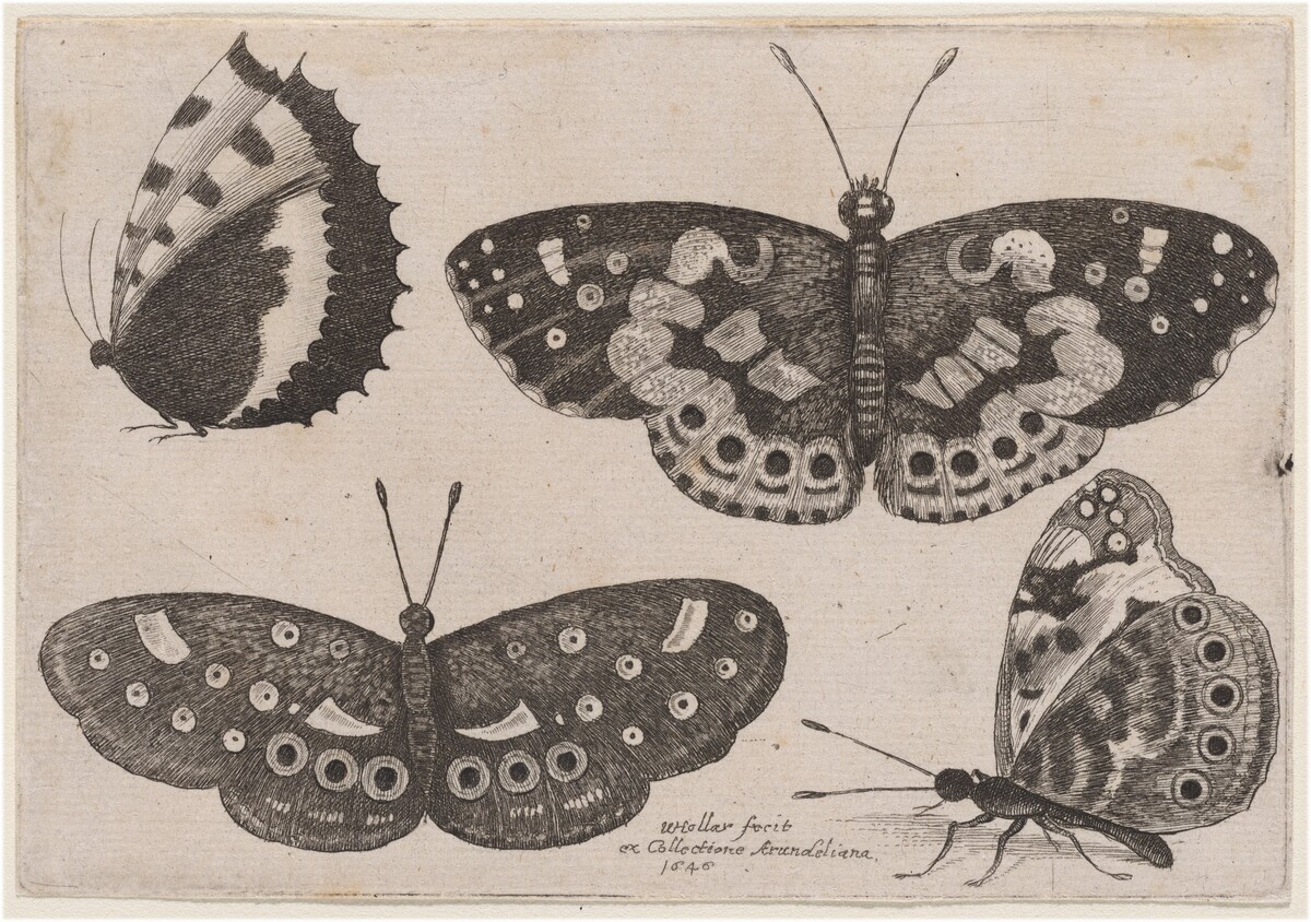 Four Butterflies by Wenceslaus Hollar