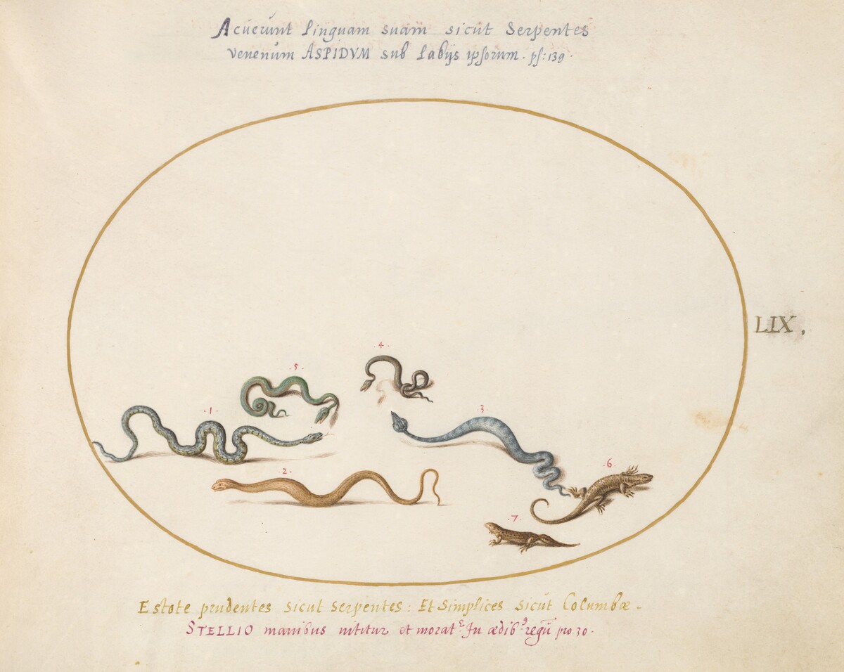 Plate 59: Snakes and a Lizard by Joris Hoefnagel