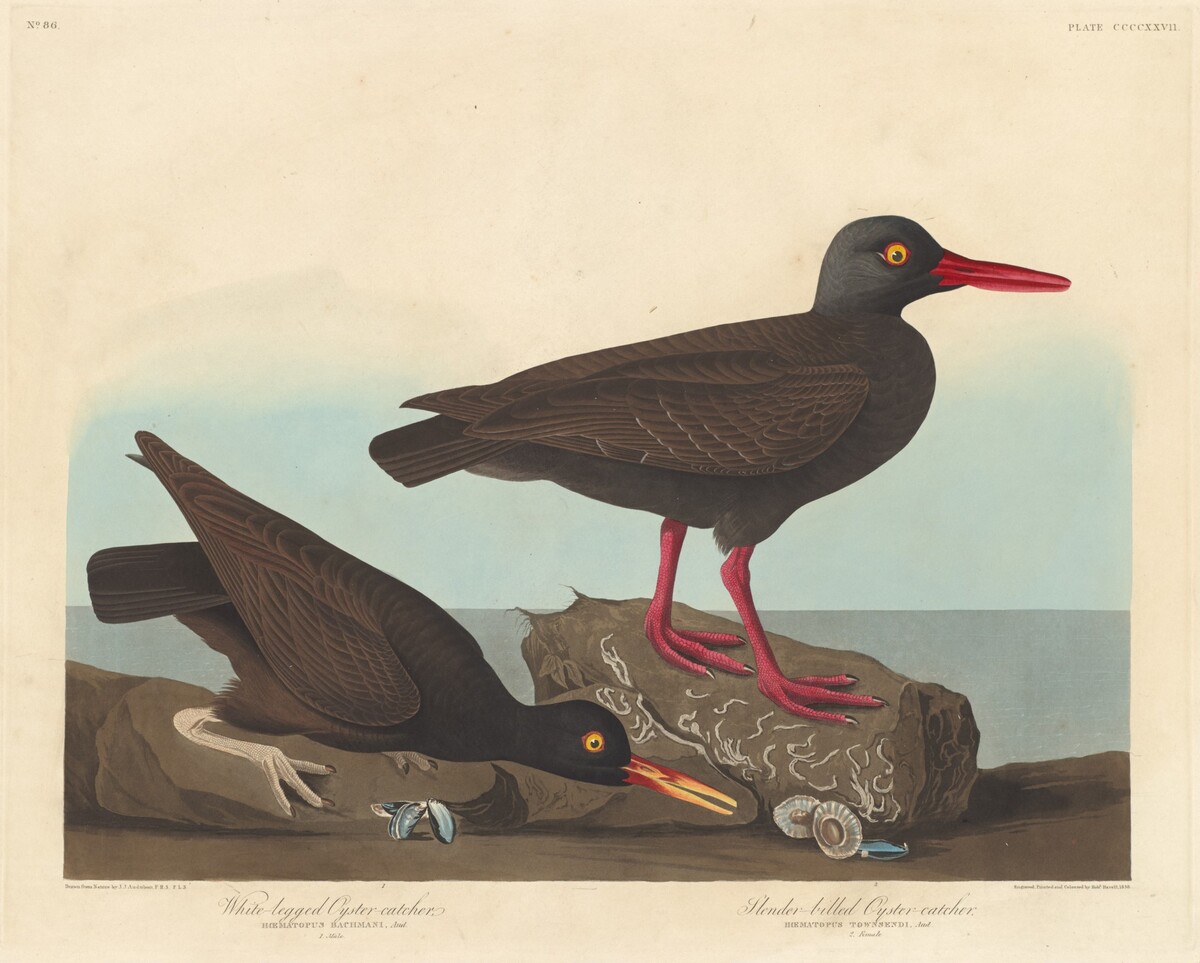 White-Legged Oyster-Catcher and Slender-Billed Oyster-Catcher by Robert Havell after John James Audubon