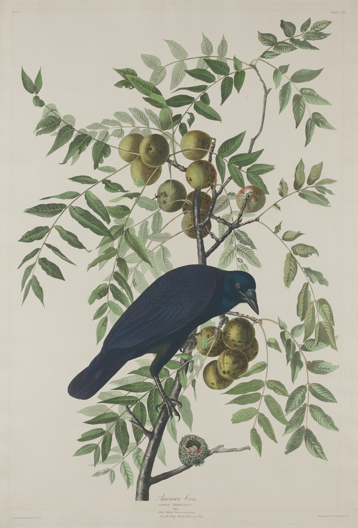 American Crow by Robert Havell after John James Audubon