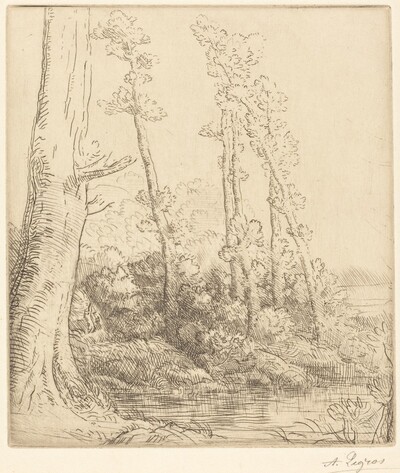 Little Pond (La petite mare)